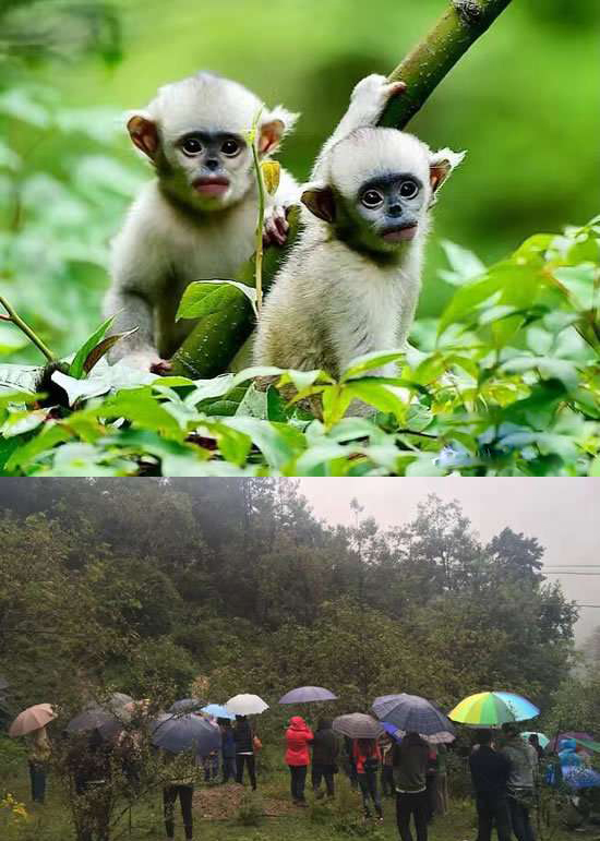 太陽能智慧路燈，太陽能智慧路燈廠家，太陽能智慧路燈價格